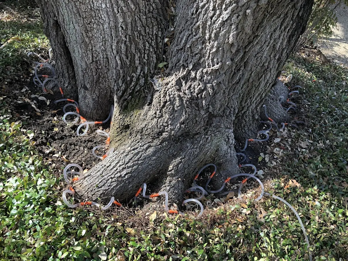 Detailed Tree Cabling and Bracing job site in Sagaponack