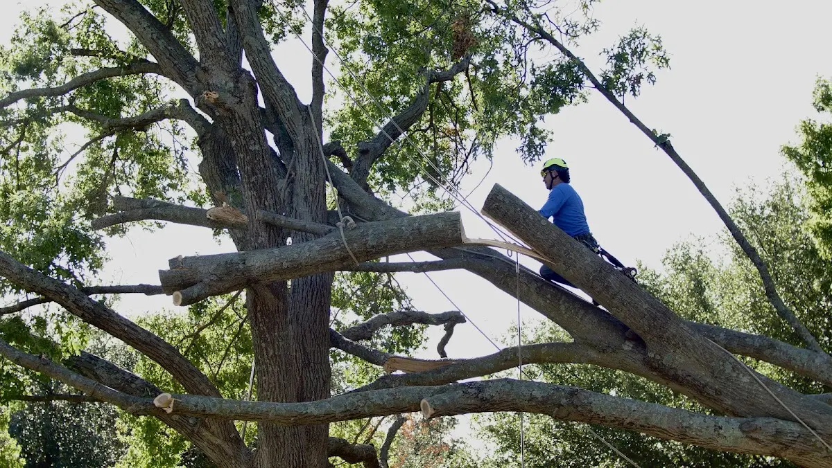 Professional Hazardous Tree Removal performed by certified arborists in Sagaponack