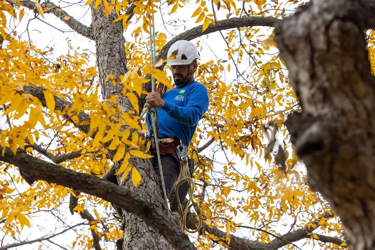 Skilled Tree Pruning crew working in Sagaponack